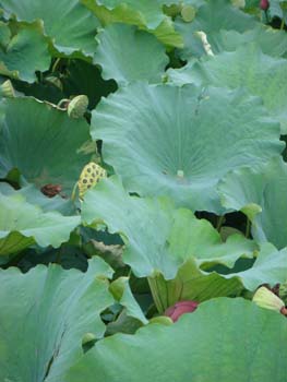 Lotus