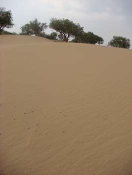 Sandduenen_Mogol_Els
