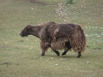 Yak