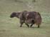 Yak